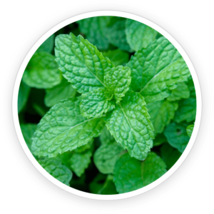 Wild Mint