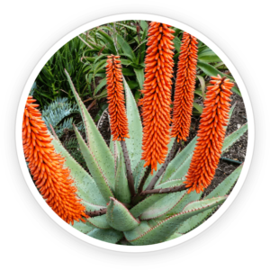 Cape Aloe